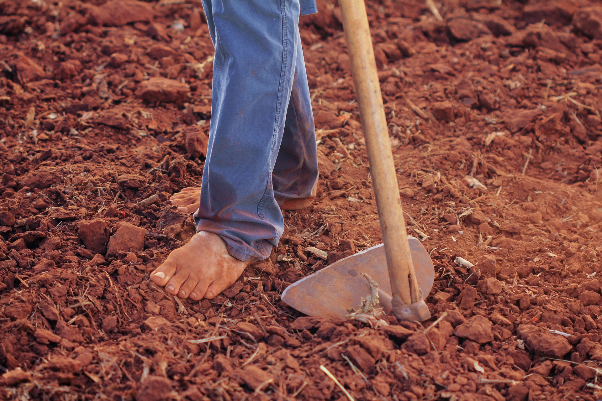 The Backbone Of Our Food System Farmworkers Texas Impact