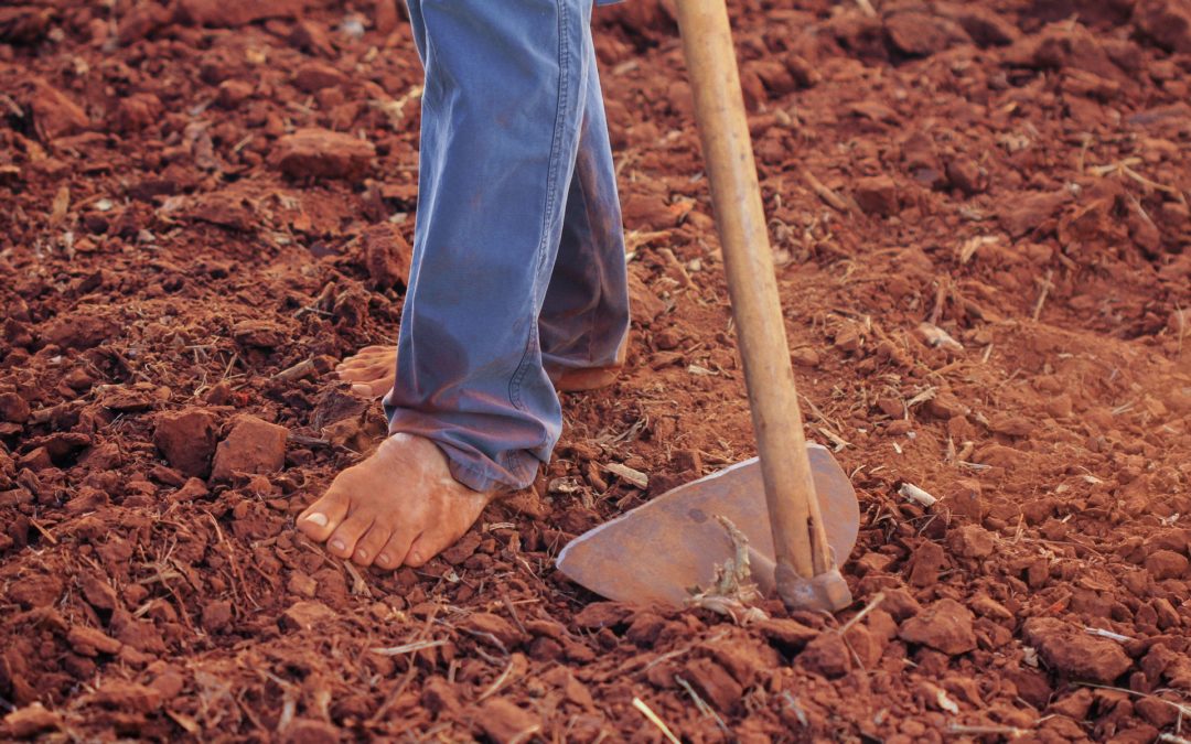 The Backbone of Our Food System: Farmworkers