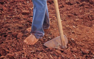 The Backbone of Our Food System: Farmworkers